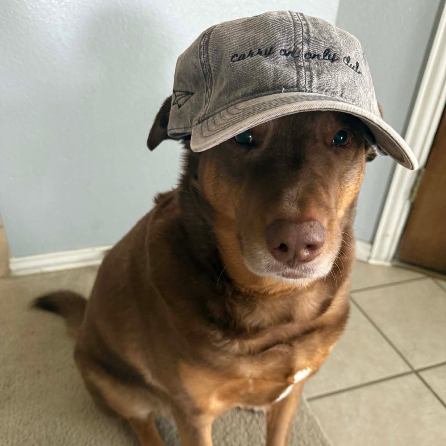 "Carry On Only Club" Funny Hat for Travel Lovers - on a dog