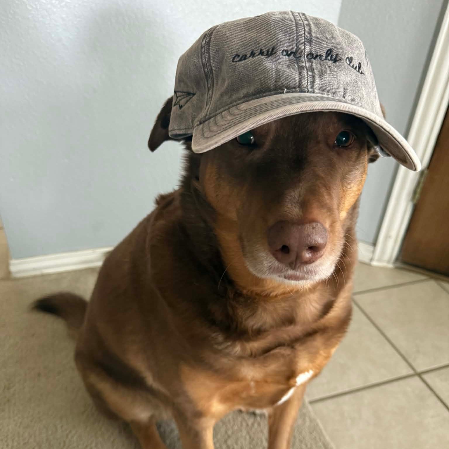 "Carry On Only Club" Funny Hat for Travel Lovers - on a dog